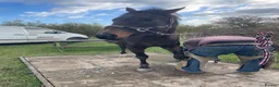 English Thoroughbred horses for sale: Sante  - Advert 3