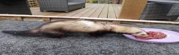 Ferret rodents for sale: Micro ferret hob  - Advert 2