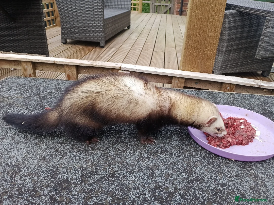 Ferret rodents for sale: Micro ferret hob  - Advert 2