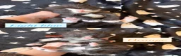 Mixed Breed cats for sale: 10 Beautiful chunky kittens for sale 🐾🎃👻 - Advert 14