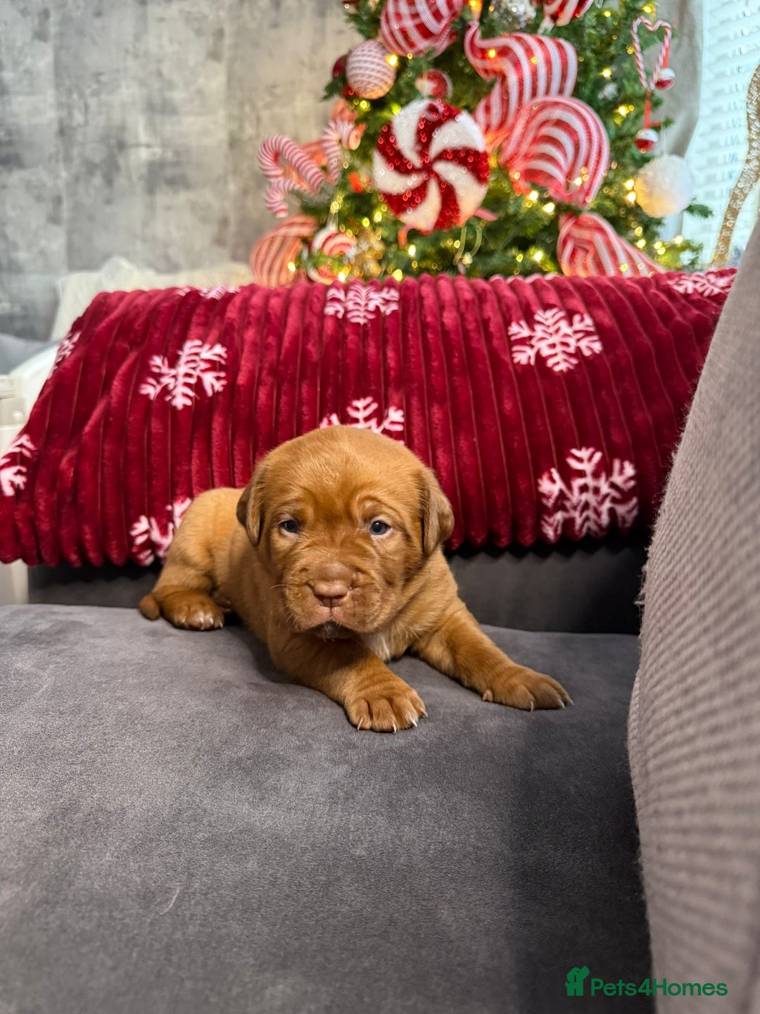 Dogue De Bordeaux dogs for sale: Stunning little of Dogue De Bordeaux puppies  - Advert 8