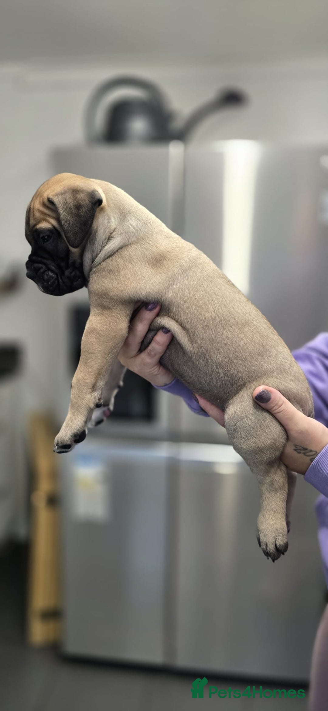 Bullmastiff dogs for sale: Bullmastiff Puppies  - Image 18