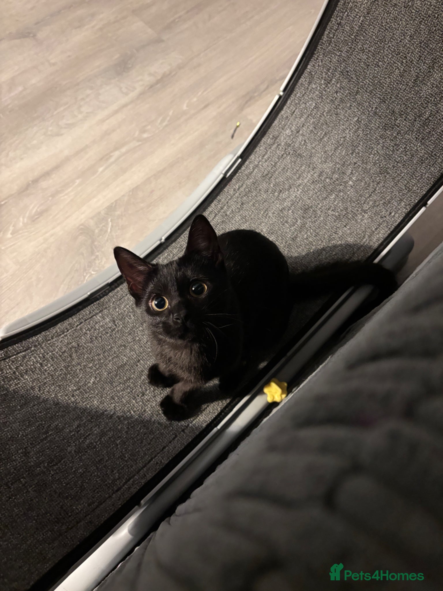 Mixed Breed cats Nova - Russian blue x british short hair  - Advert 4