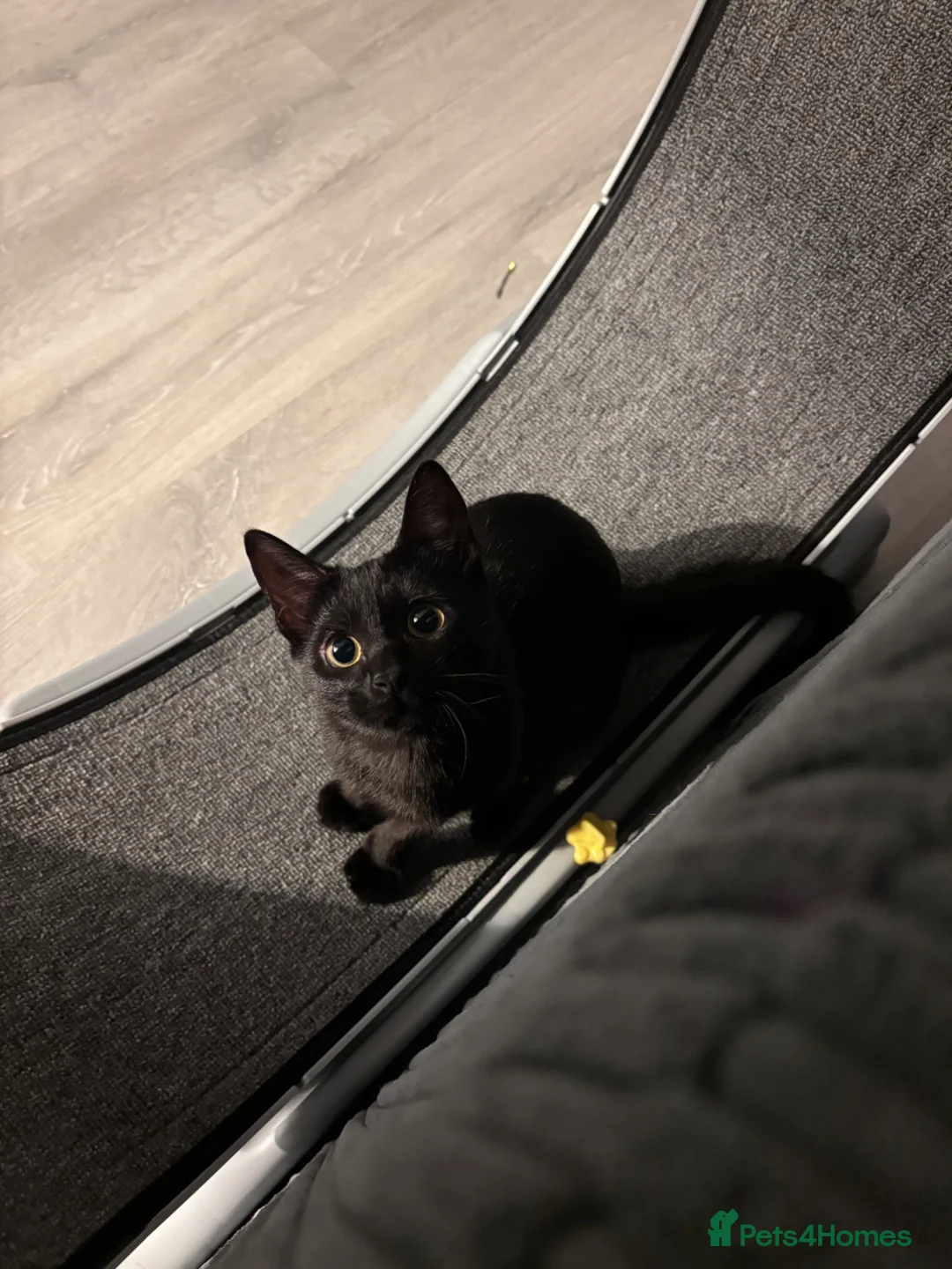 Mixed Breed cats for sale: Nova - Russian blue x british short hair  - Advert 2