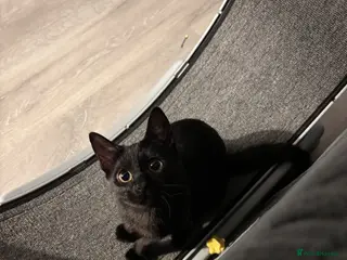 Mixed Breed cats Nova - Russian blue x british short hair - Advert 3