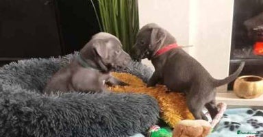 Staffordshire Bull Terrier dogs - Advert 5