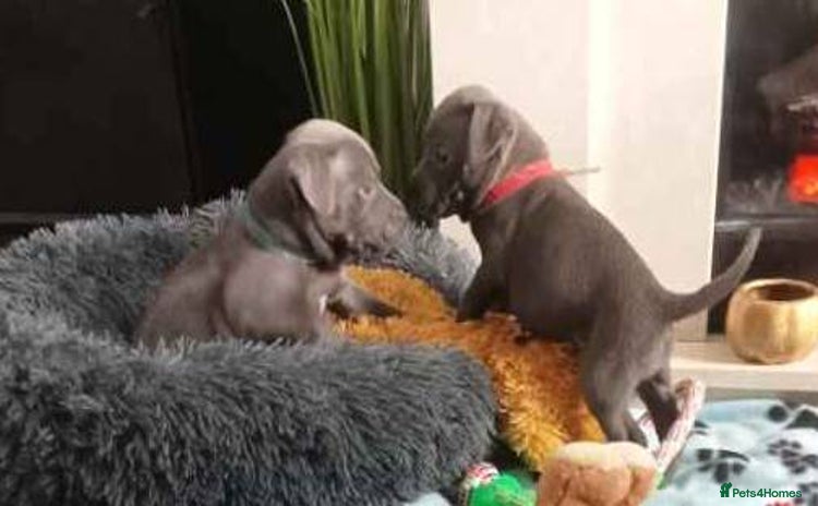 Staffordshire Bull Terrier dogs - Advert 1