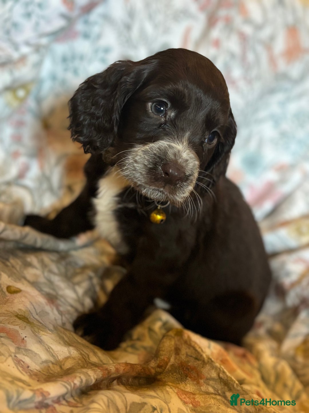 Sprocker dogs for sale: 8 beautiful sprockers  - Advert 3