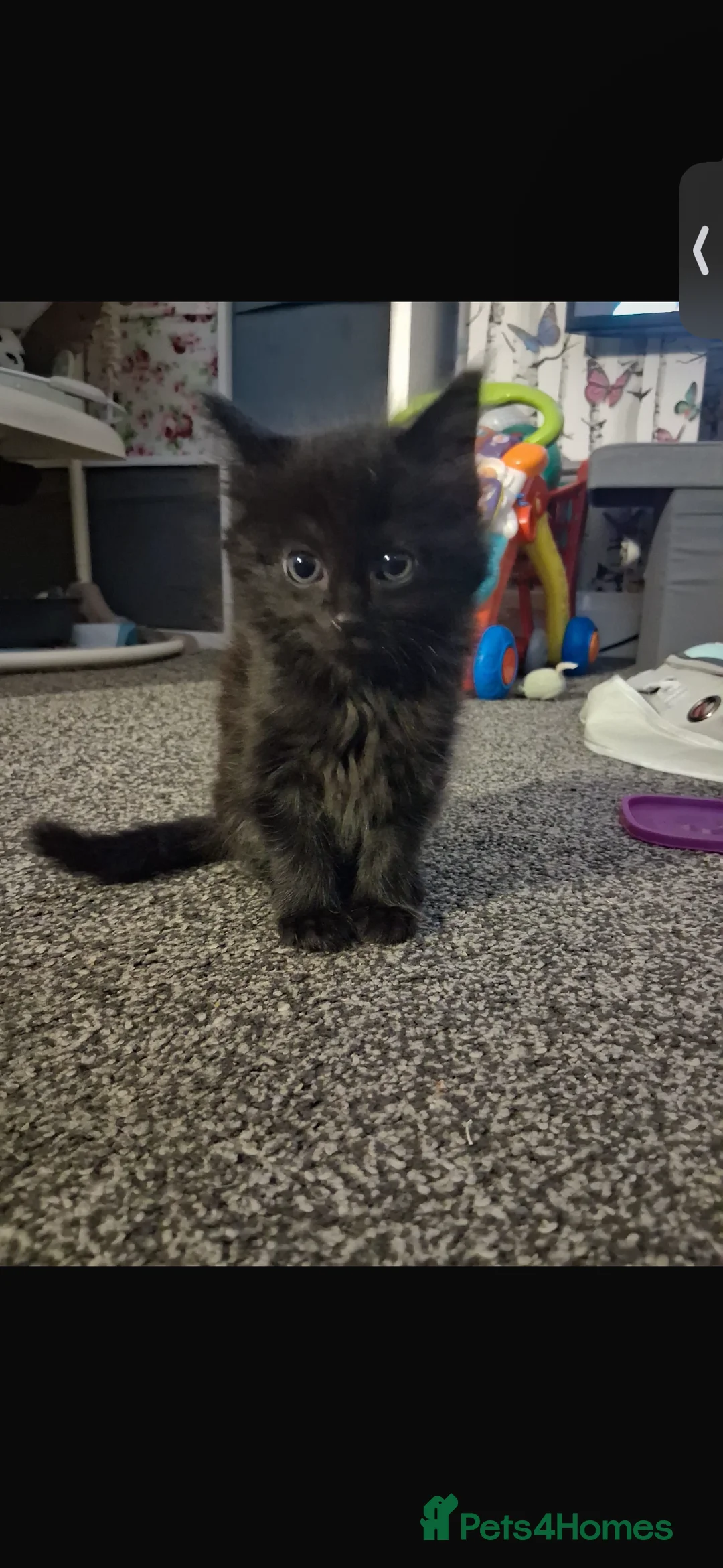 Bombay cats for sale: 2 adorable kittens - Advert 4