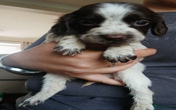 Sprocker dogs for sale: Beautiful litter of sprocker puppies - Image 18