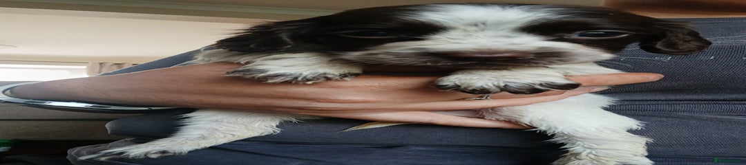 Sprocker Puppy 5