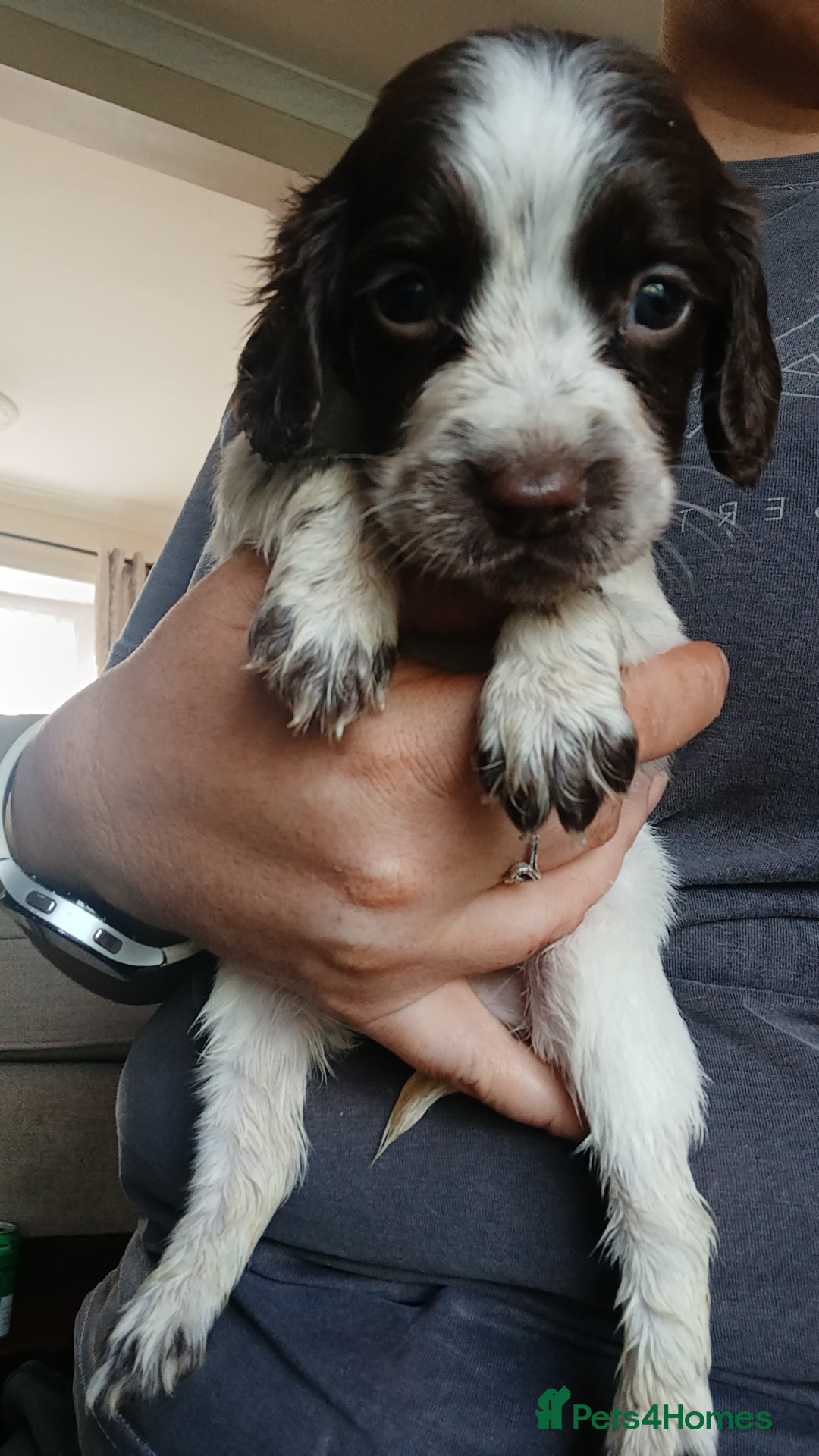 Sprocker dogs for sale: Beautiful litter of sprocker puppies - Image 18