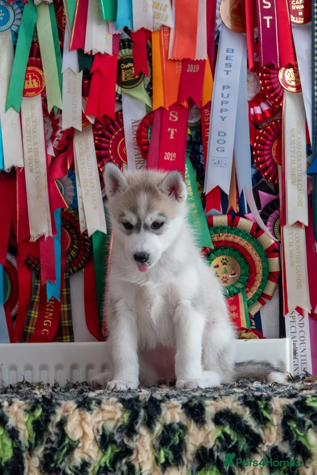 Siberian Husky dogs for sale: Kc reg pup female looking for 5 star home  - Advert 2
