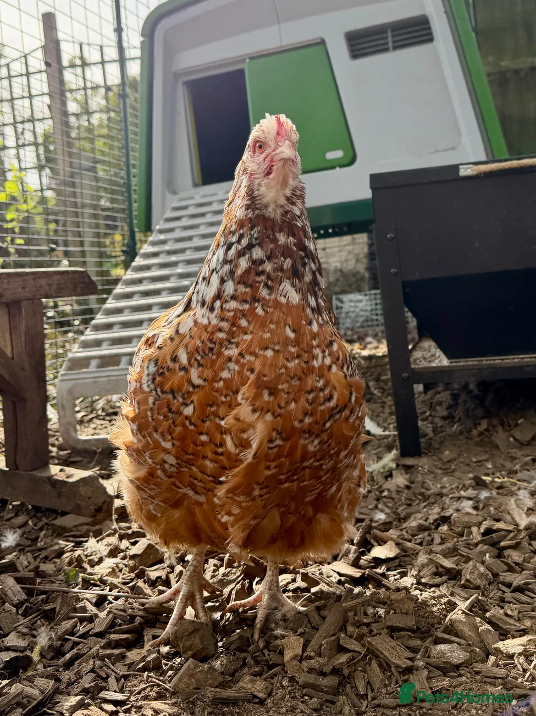Chickens poultry for sale: Jubilee Orpington in Gloucester - Advert 5