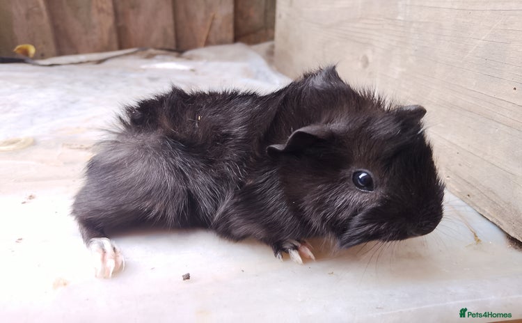 Guinea Pig rodents - Advert 9