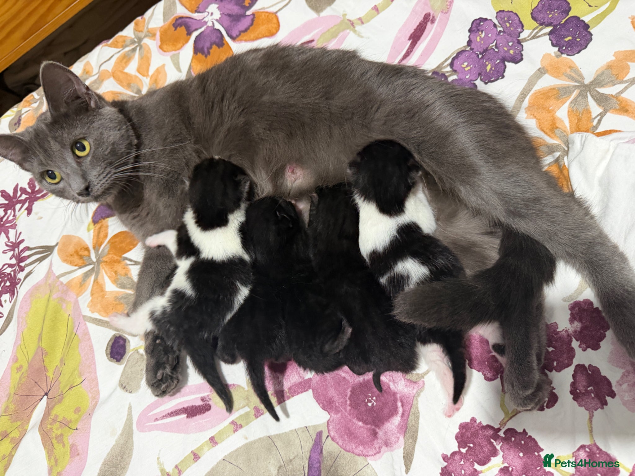 Mixed Breed cats 5 kittens for sale - Advert 1
