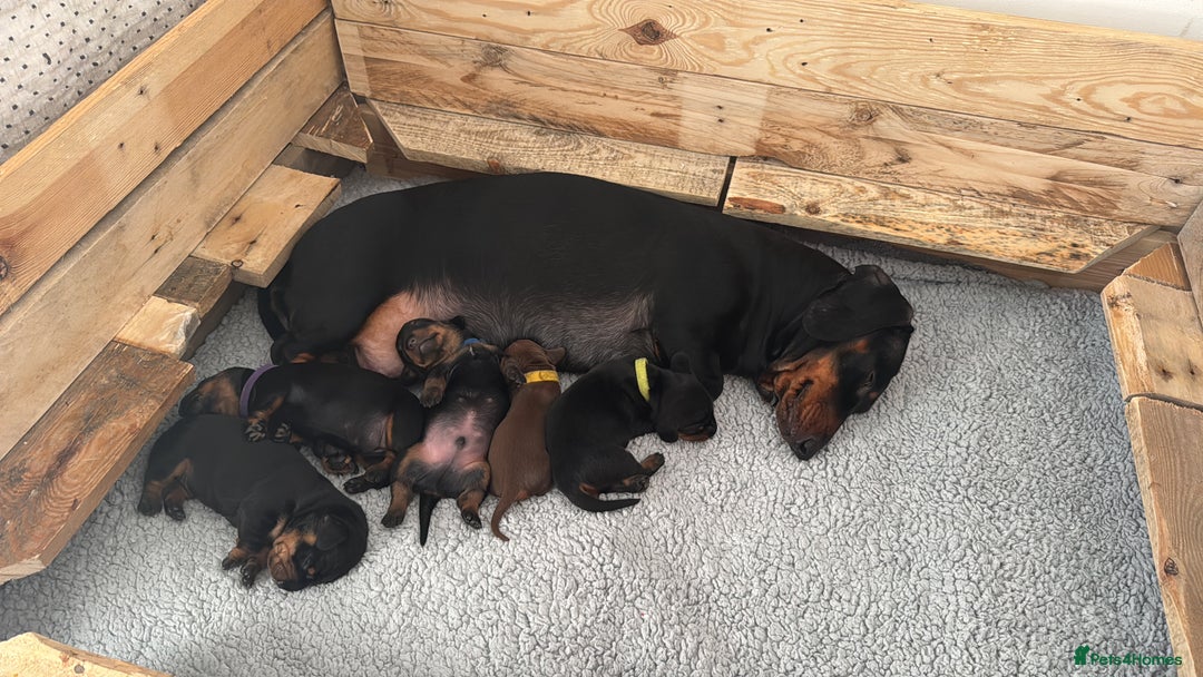 Dachshund dogs for sale: Beautiful Dachshund Puppies – KC Registered Lines - Advert 5