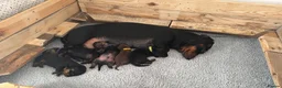 Dachshund dogs for sale: Dachshund Puppies ready to go, KC Registered Lines - Advert 19
