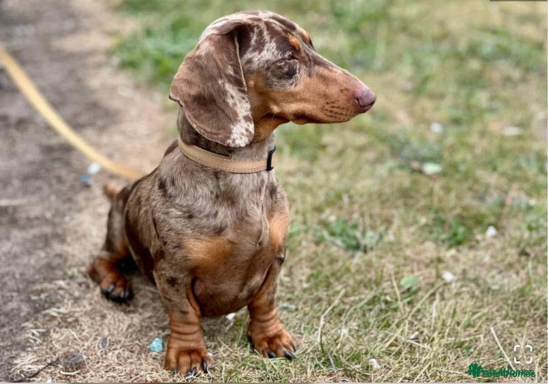 Miniature Dachshund dogs for sale: 3 miniature dachshund boys left for sale - Image 7