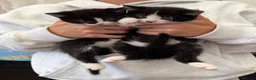 Mixed Breed cats for sale: Beautiful black & white kittens for sale  - Advert 6