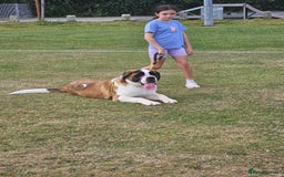 Saint Bernard dogs for sale:  Lovely female Saint bernard  - Image 1