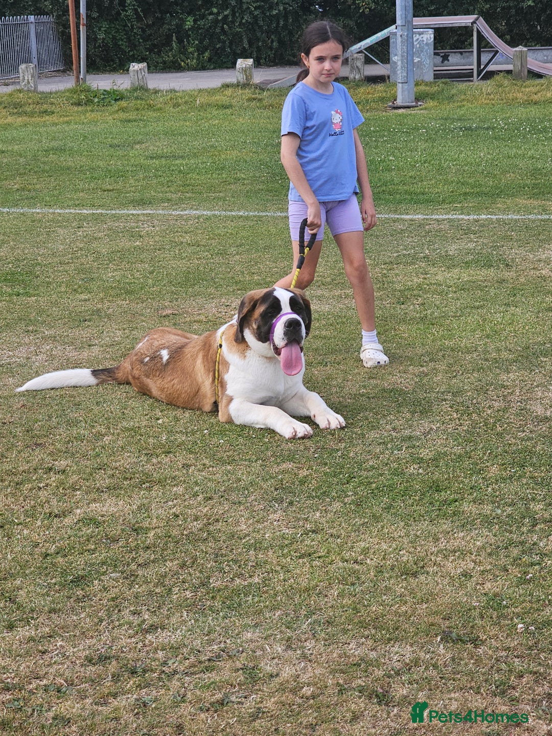 Saint Bernard dogs for sale:  Lovely female Saint bernard  - Image 1