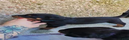 Rottweiler dogs for sale: Rottweiler puppies  - Advert 21