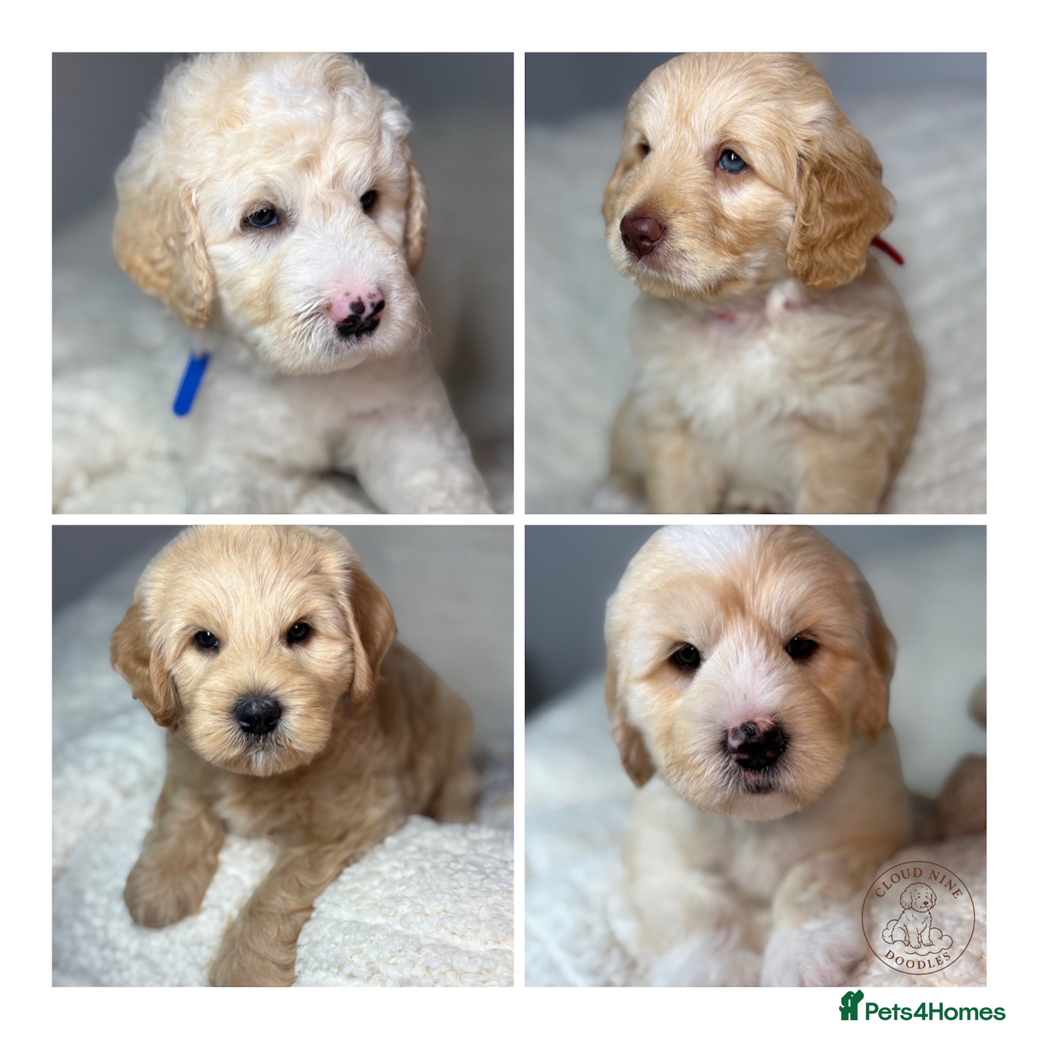 Goldendoodle dogs  Health Tested Multigen Goldendoodle Puppies  - Advert 1
