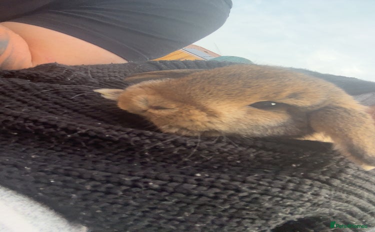 Mini Lop rabbits - Advert 2