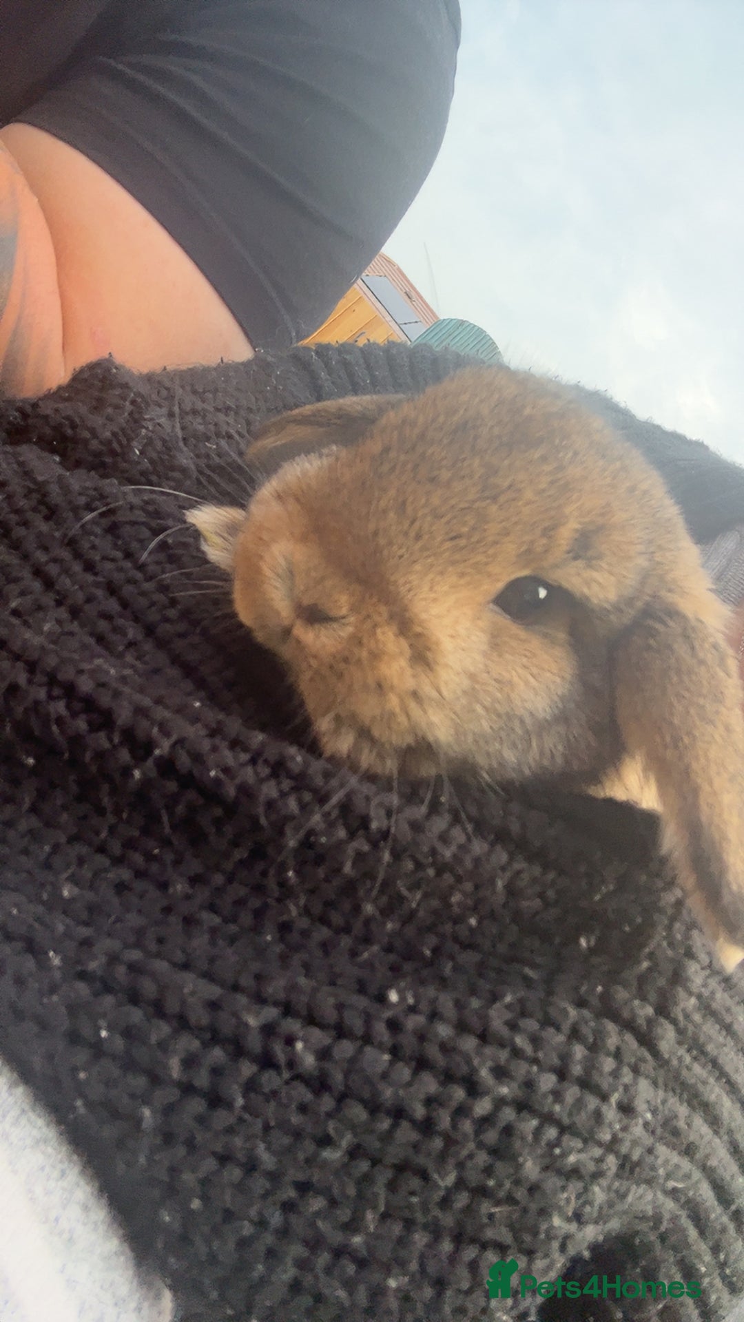 Mini Lop rabbits for sale: Mini lop bunny  - Image 1