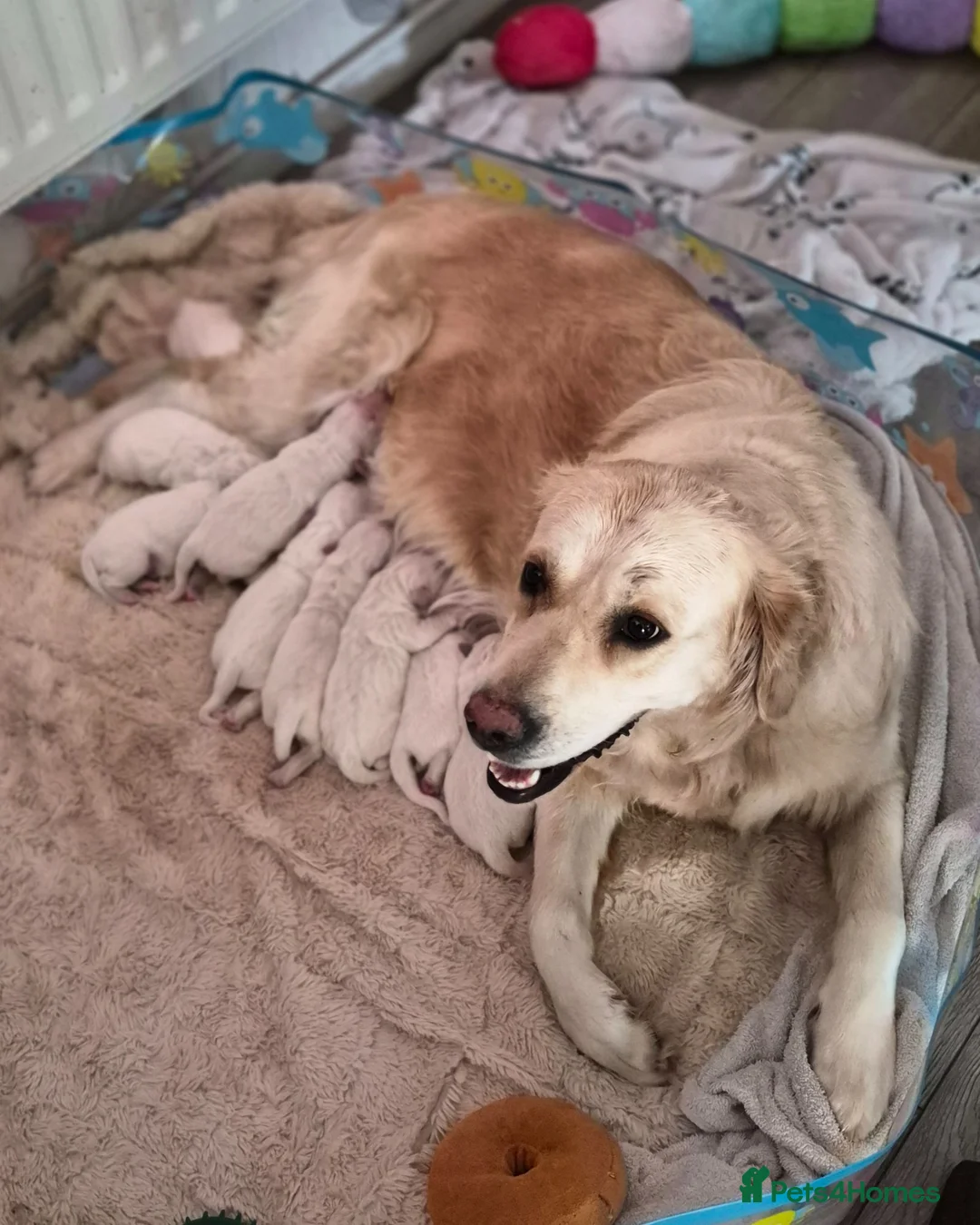 Golden Retriever dogs for sale: Beautiful Golden Retriever pups for sale in Chatham - Advert 1