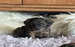 Cockapoo dogs for sale: Fb2 miniature cockapoo - Advert 18