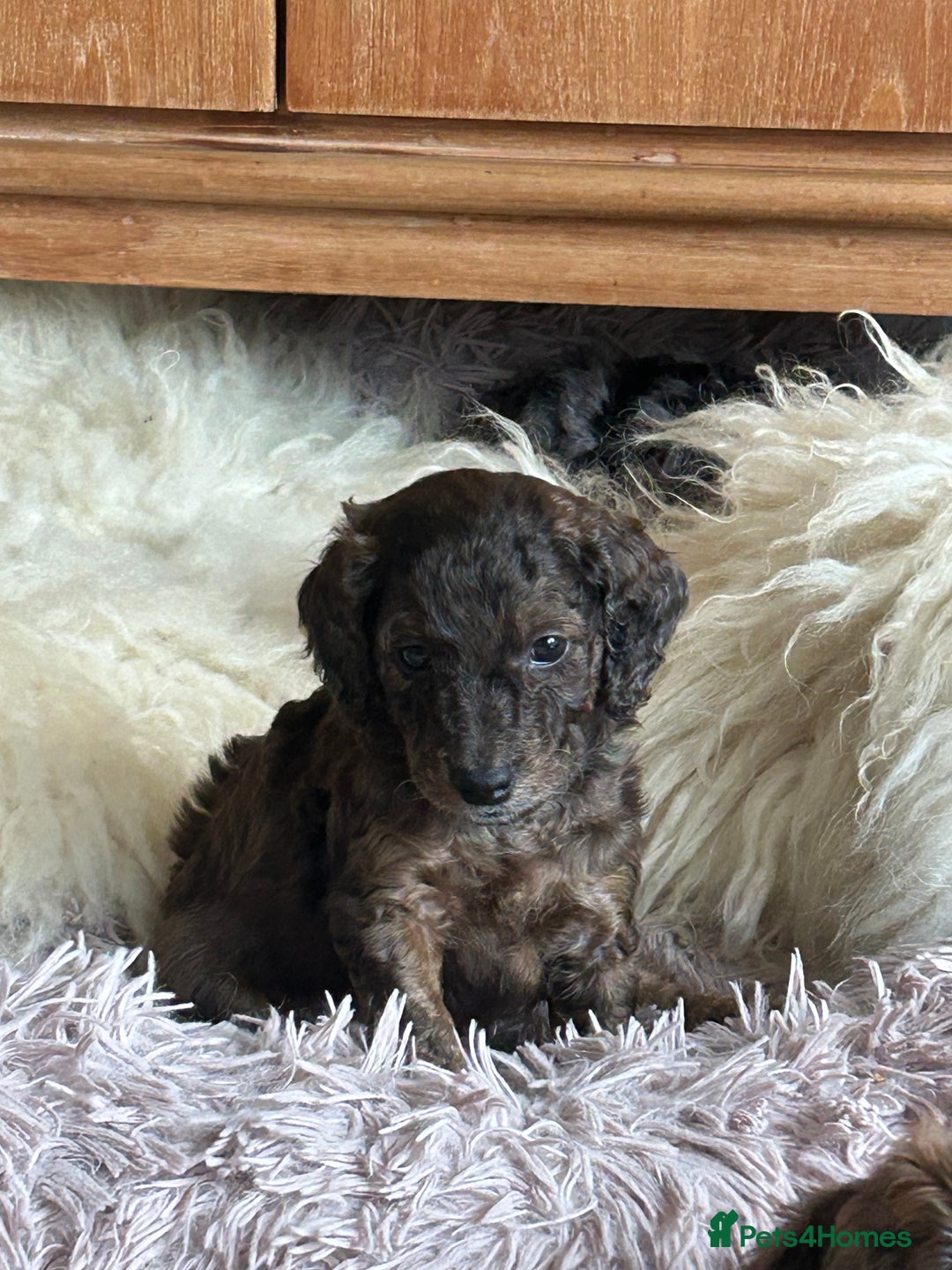 Cockapoo dogs for sale: Fb2 miniature cockapoo - Advert 18