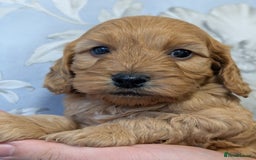 Cockapoo dogs for sale: Red show type cockapoo puppies DNA clear - Image 1