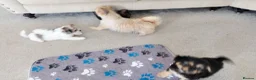 Mixed Breed dogs for sale: Beautiful Shorkie-Poo / Pom-Poo Puppies - Advert 3