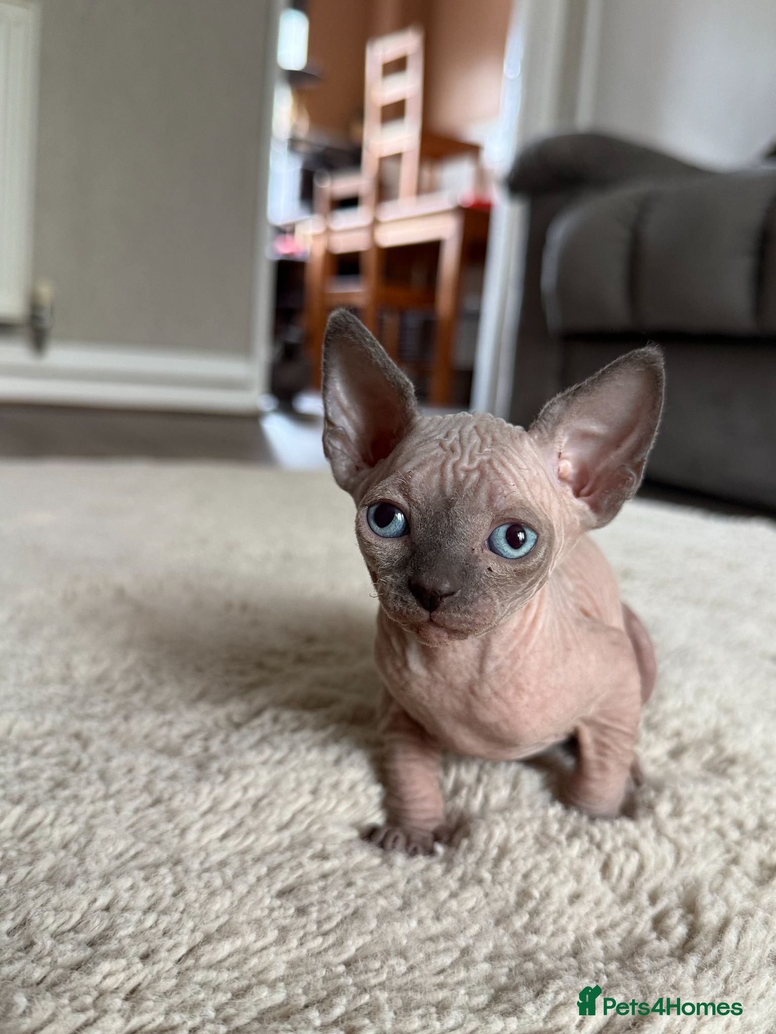 Sphynx cats 1 Grey ( blue eyes)girl left TICA Canadian Sphynx  - Advert 13