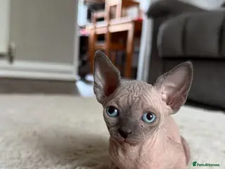 Sphynx cats 1 Grey ( blue eyes)girl left TICA Canadian Sphynx - Advert 13