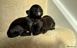 Lhasapoo dogs for sale: 9 stunning lhasapoo’s  - Image 19