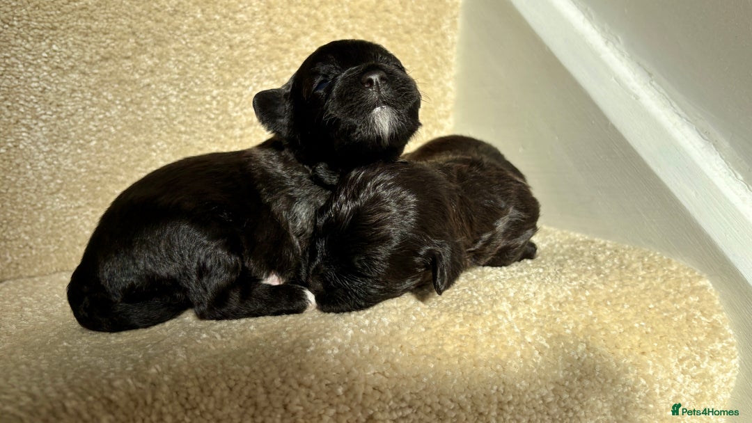 Lhasapoo dogs for sale: 9 stunning lhasapoo’s  - Image 19