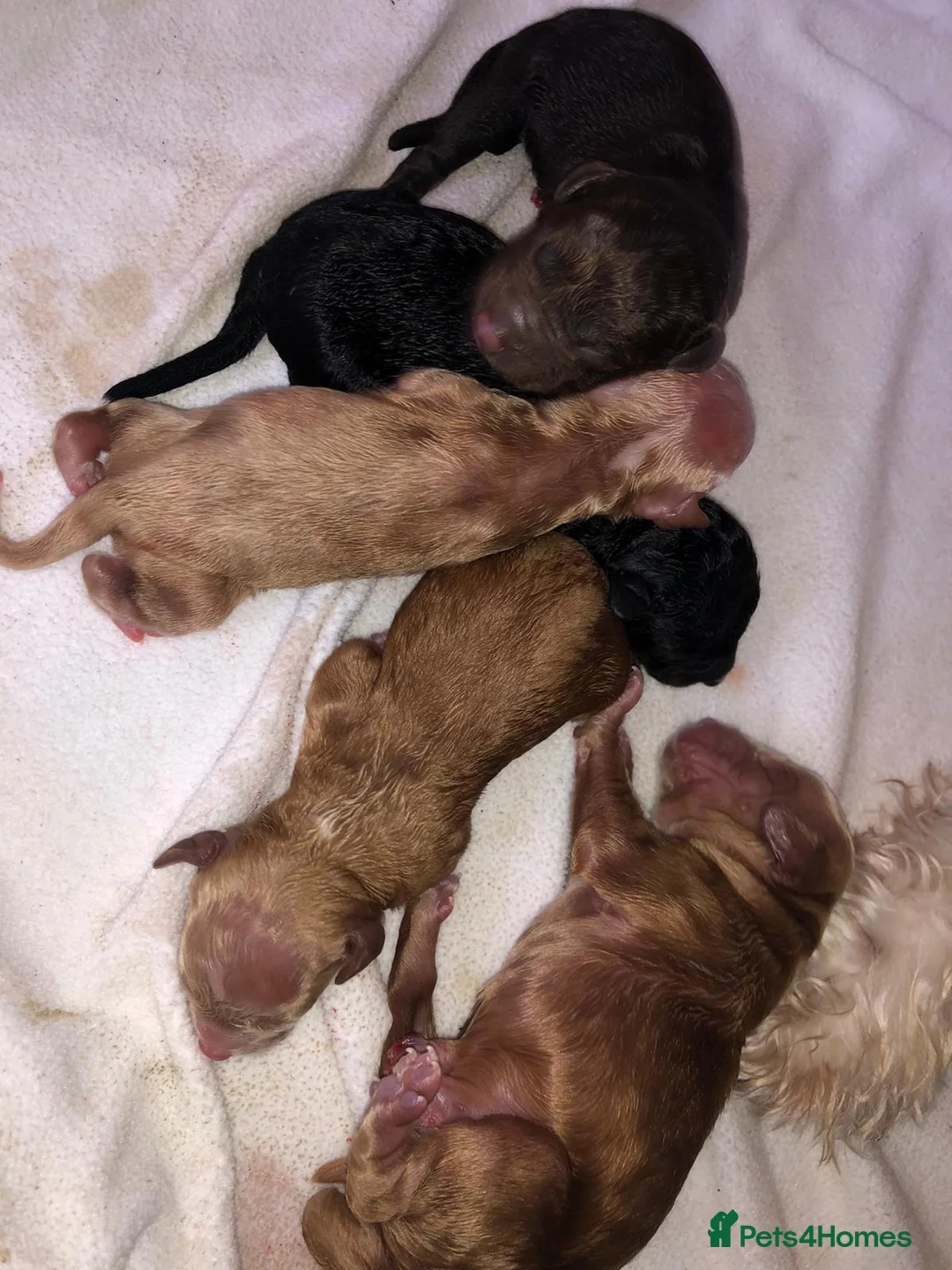 Poodle dogs for stud: Red K.C Reg Miniature Poodle 4 Stud HEALTH TESTED in Chesterfield - Advert 25