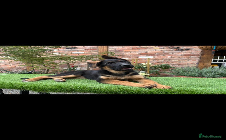 German Shepherd dogs - Advert 11