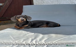 Miniature Dachshund dogs for stud: Available for stud blue and tan mini dachshund - Image 10