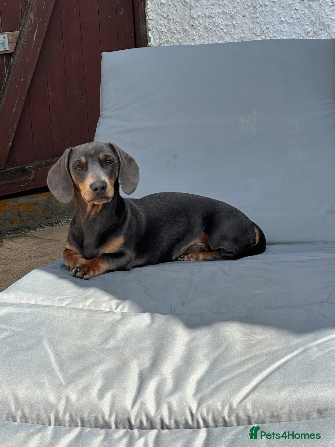 Miniature Dachshund dogs for stud: Available for stud blue and tan mini dachshund - Image 10