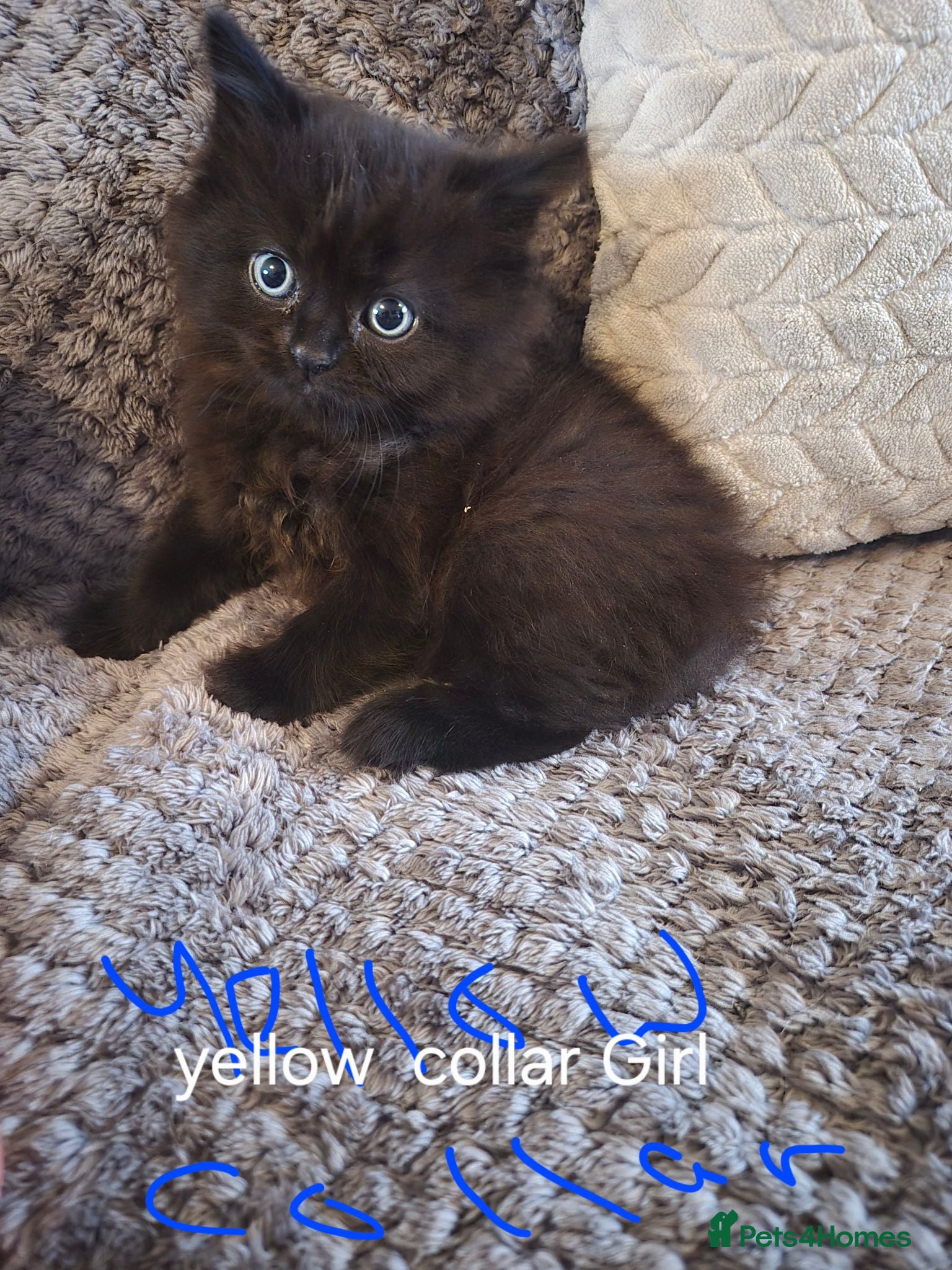 Mixed Breed cats Gorgeous little fluffy balls  - Advert 2