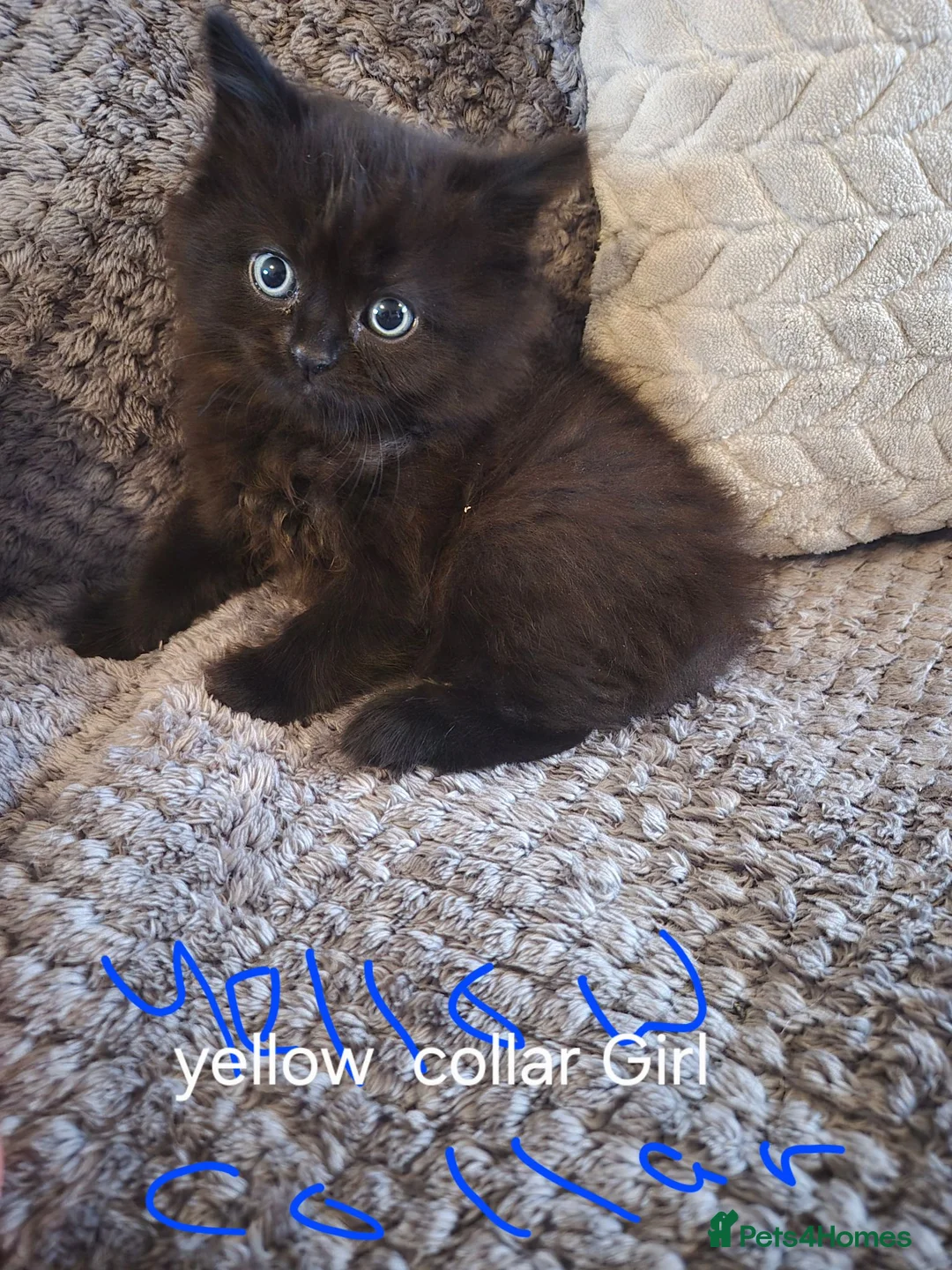 Mixed Breed cats for sale: Gorgeous little fluffy balls  - Advert 1