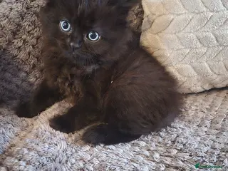 Mixed Breed cats Gorgeous little fluffy balls - Advert 2