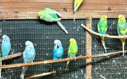 Budgerigars birds for sale: Beautiful Budgies for sale - Advert 7