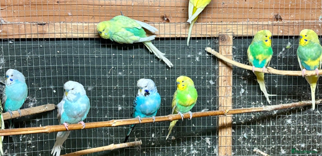 Budgerigars birds for sale: Beautiful Budgies for sale - Advert 7