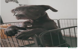 Mixed Breed dogs for sale: 4 month old/ labrador retrieve/cane corse - Image 1
