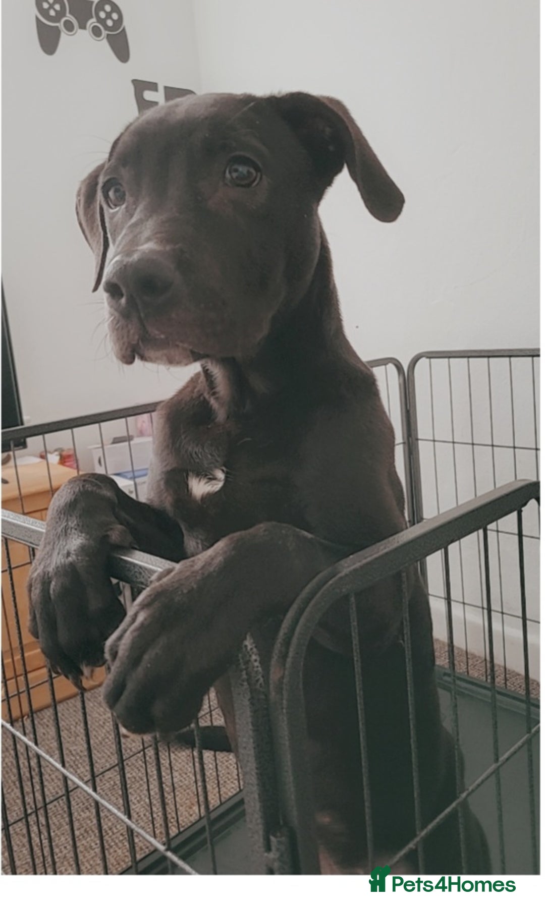 Mixed Breed dogs for sale: 4 month old/ labrador retrieve/cane corse - Image 1